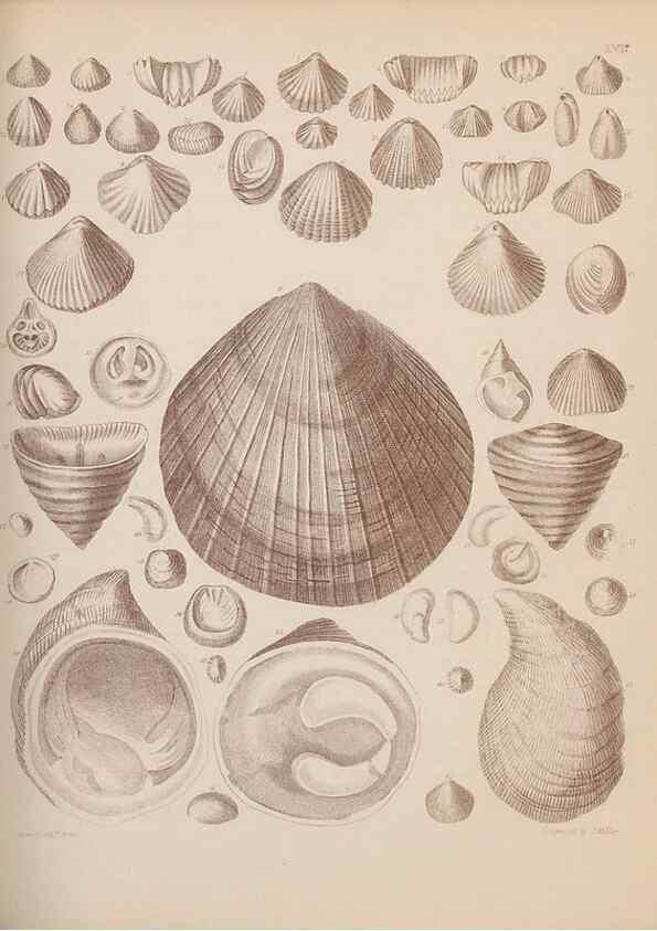 Reproducción/Reproduction 30003948308: An atlas of the fossil conchology of Great Britain and Ireland :. London :Sonnenschein,1889.. 