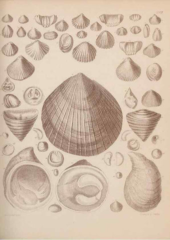 Reproducción/Reproduction 30003948308: An atlas of the fossil conchology of Great Britain and Ireland :. London :Sonnenschein,1889.. 