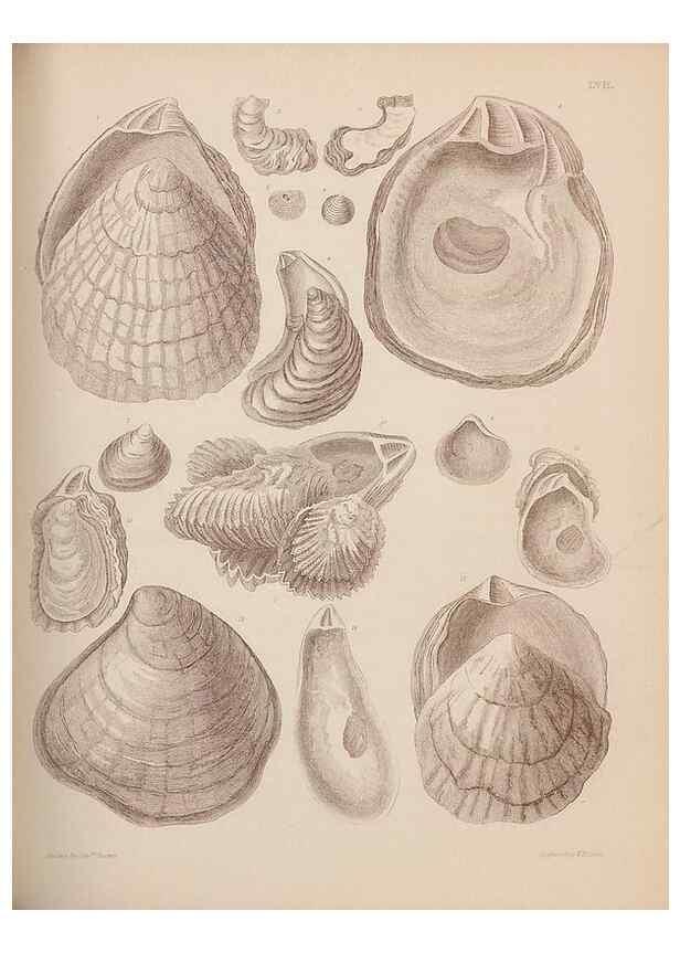 Reproducción/Reproduction 42064773630: An atlas of the fossil conchology of Great Britain and Ireland :. London :Sonnenschein,1889.. 
