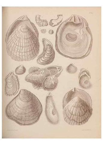 Reproducción/Reproduction 42064773630: An atlas of the fossil conchology of Great Britain and Ireland :. London :Sonnenschein,1889.. 