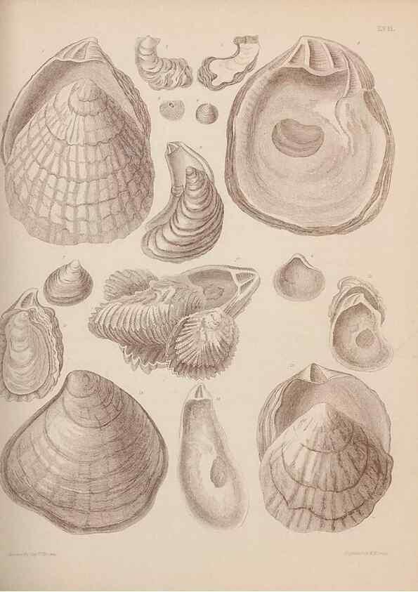 Reproducción/Reproduction 42064773630: An atlas of the fossil conchology of Great Britain and Ireland :. London :Sonnenschein,1889.. 