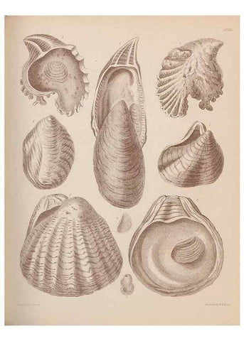 Reproducción/Reproduction 28937406807: An atlas of the fossil conchology of Great Britain and Ireland :. London :Sonnenschein,1889.. 