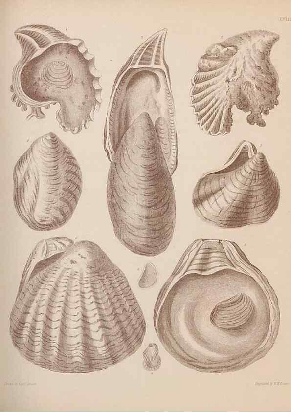 Reproducción/Reproduction 28937406807: An atlas of the fossil conchology of Great Britain and Ireland :. London :Sonnenschein,1889.. 
