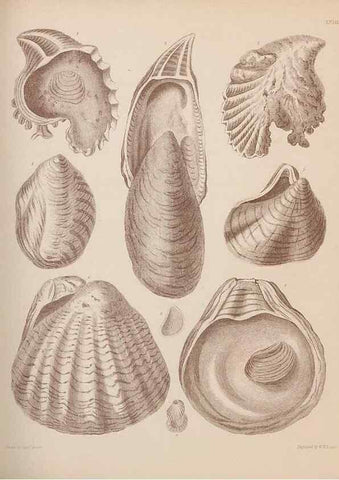 Reproducción/Reproduction 28937406807: An atlas of the fossil conchology of Great Britain and Ireland :. London :Sonnenschein,1889.. 