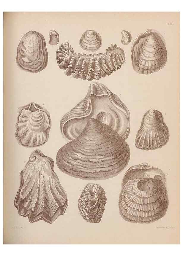 Reproducción/Reproduction 30003953548: An atlas of the fossil conchology of Great Britain and Ireland :. London :Sonnenschein,1889.. 