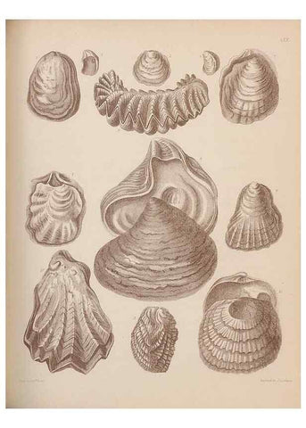 Reproducción/Reproduction 30003953548: An atlas of the fossil conchology of Great Britain and Ireland :. London :Sonnenschein,1889.. 