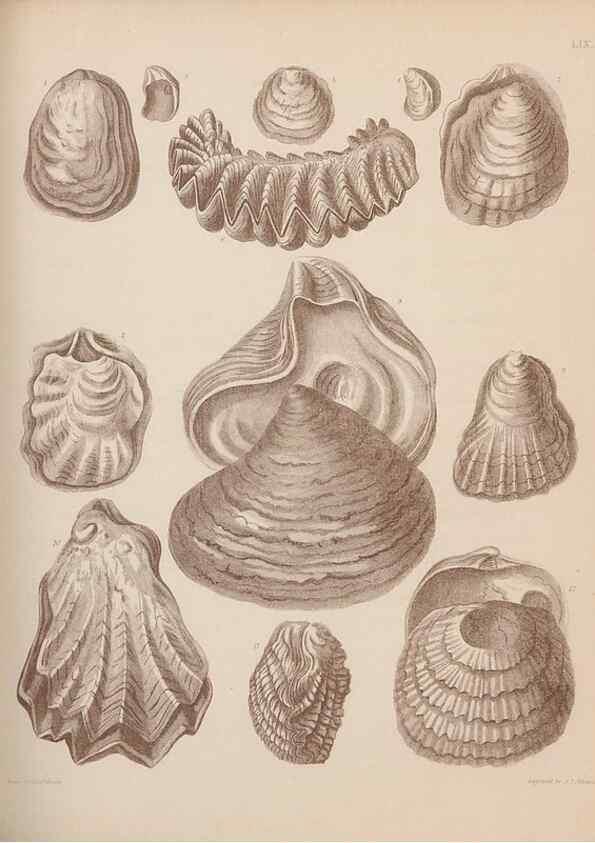 Reproducción/Reproduction 30003953548: An atlas of the fossil conchology of Great Britain and Ireland :. London :Sonnenschein,1889.. 