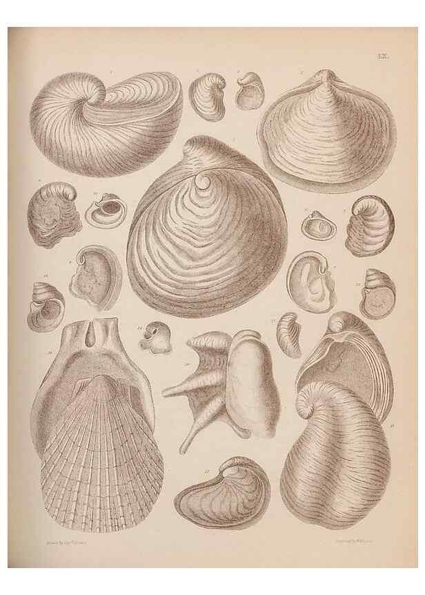 Reproducción/Reproduction 30003954828: An atlas of the fossil conchology of Great Britain and Ireland :. London :Sonnenschein,1889.. 