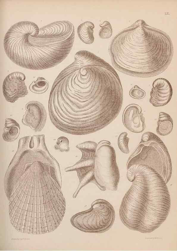 Reproducción/Reproduction 30003954828: An atlas of the fossil conchology of Great Britain and Ireland :. London :Sonnenschein,1889.. 