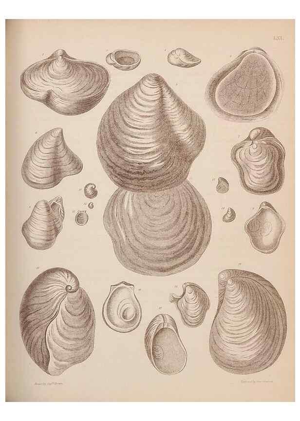 Reproducción/Reproduction 42064778720: An atlas of the fossil conchology of Great Britain and Ireland :. London :Sonnenschein,1889.. 