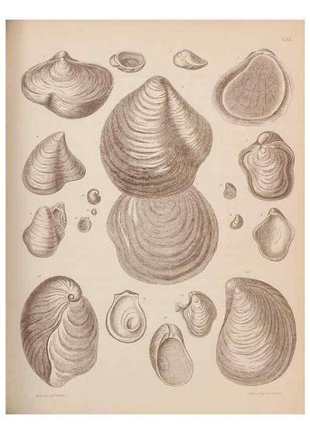 Reproducción/Reproduction 42064778720: An atlas of the fossil conchology of Great Britain and Ireland :. London :Sonnenschein,1889.. 