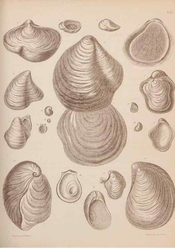 Reproducción/Reproduction 42064778720: An atlas of the fossil conchology of Great Britain and Ireland :. London :Sonnenschein,1889.. 