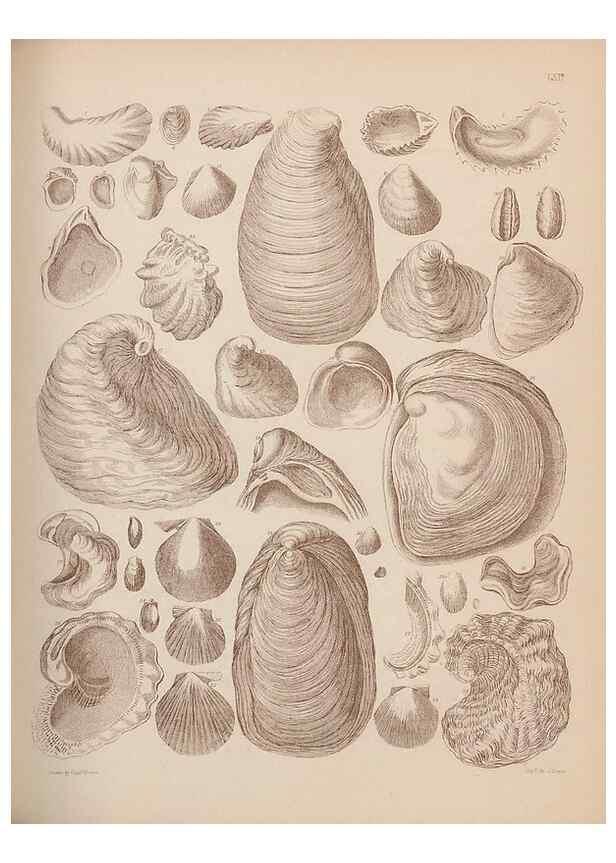Reproducción/Reproduction 43825165202: An atlas of the fossil conchology of Great Britain and Ireland :. London :Sonnenschein,1889.. 