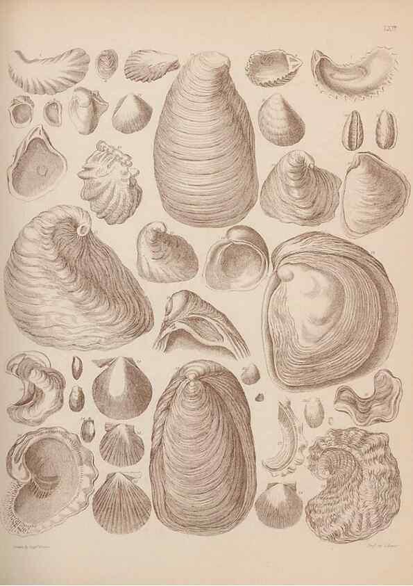 Reproducción/Reproduction 43825165202: An atlas of the fossil conchology of Great Britain and Ireland :. London :Sonnenschein,1889.. 