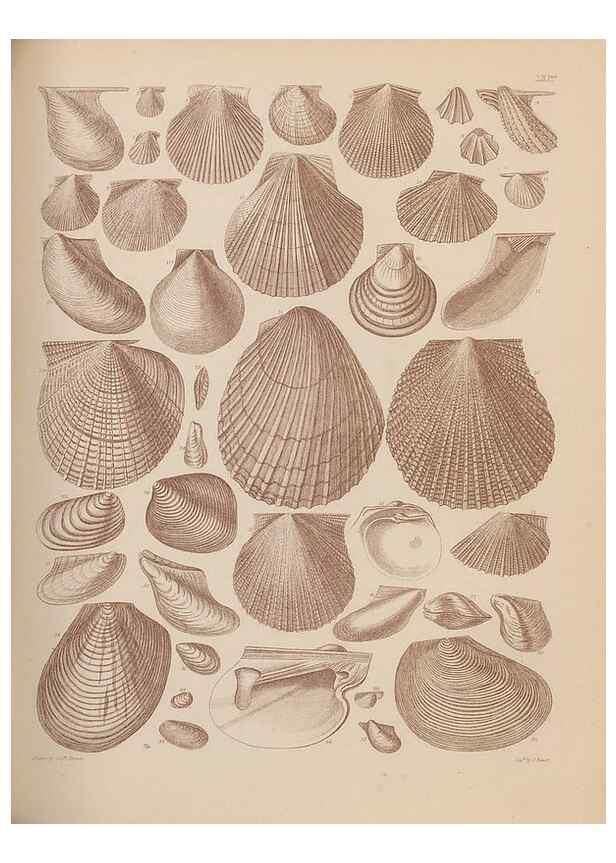 Reproducción/Reproduction 43825167952: An atlas of the fossil conchology of Great Britain and Ireland :. London :Sonnenschein,1889.. 