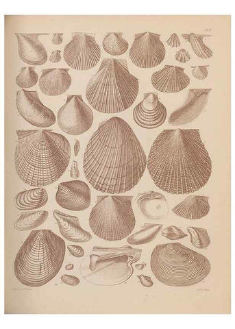 Reproducción/Reproduction 43825167952: An atlas of the fossil conchology of Great Britain and Ireland :. London :Sonnenschein,1889.. 