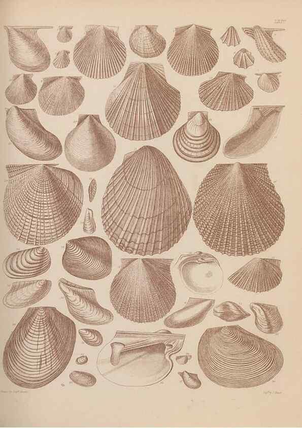 Reproducción/Reproduction 43825167952: An atlas of the fossil conchology of Great Britain and Ireland :. London :Sonnenschein,1889.. 