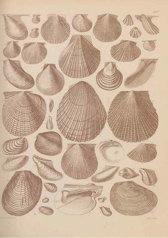 Reproducción/Reproduction 43825167952: An atlas of the fossil conchology of Great Britain and Ireland :. London :Sonnenschein,1889.. 
