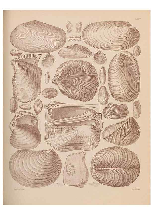 Reproducción/Reproduction 28937419557: An atlas of the fossil conchology of Great Britain and Ireland :. London :Sonnenschein,1889.. 