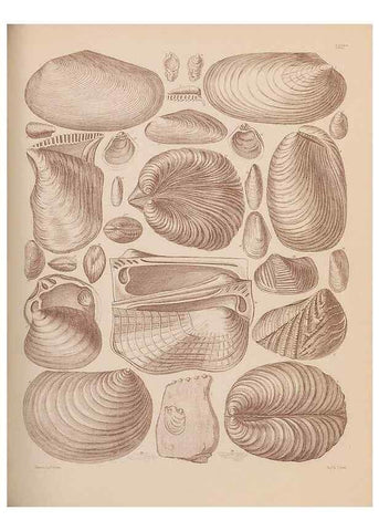 Reproducción/Reproduction 28937419557: An atlas of the fossil conchology of Great Britain and Ireland :. London :Sonnenschein,1889.. 