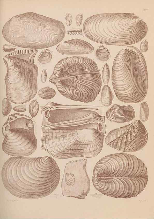 Reproducción/Reproduction 28937419557: An atlas of the fossil conchology of Great Britain and Ireland :. London :Sonnenschein,1889.. 