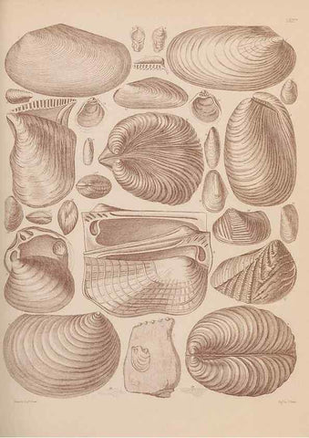 Reproducción/Reproduction 28937419557: An atlas of the fossil conchology of Great Britain and Ireland :. London :Sonnenschein,1889.. 