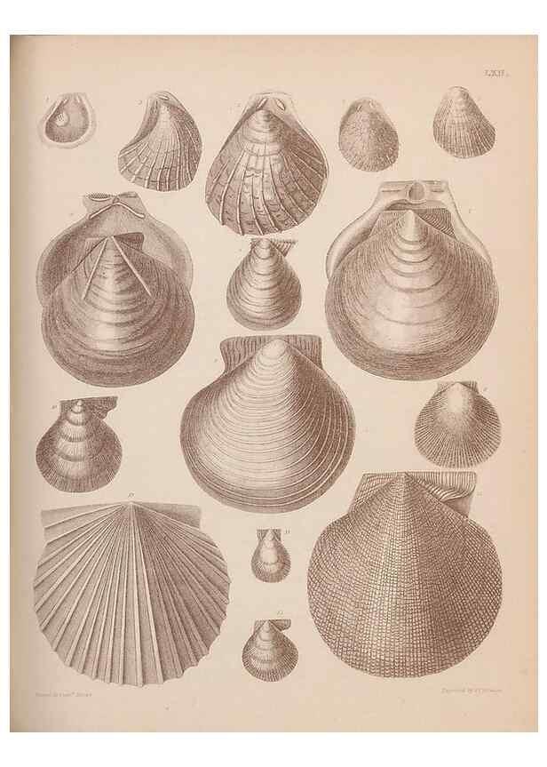 Reproducción/Reproduction 30003963668: An atlas of the fossil conchology of Great Britain and Ireland :. London :Sonnenschein,1889.. 