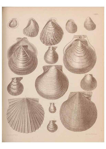 Reproducción/Reproduction 30003963668: An atlas of the fossil conchology of Great Britain and Ireland :. London :Sonnenschein,1889.. 