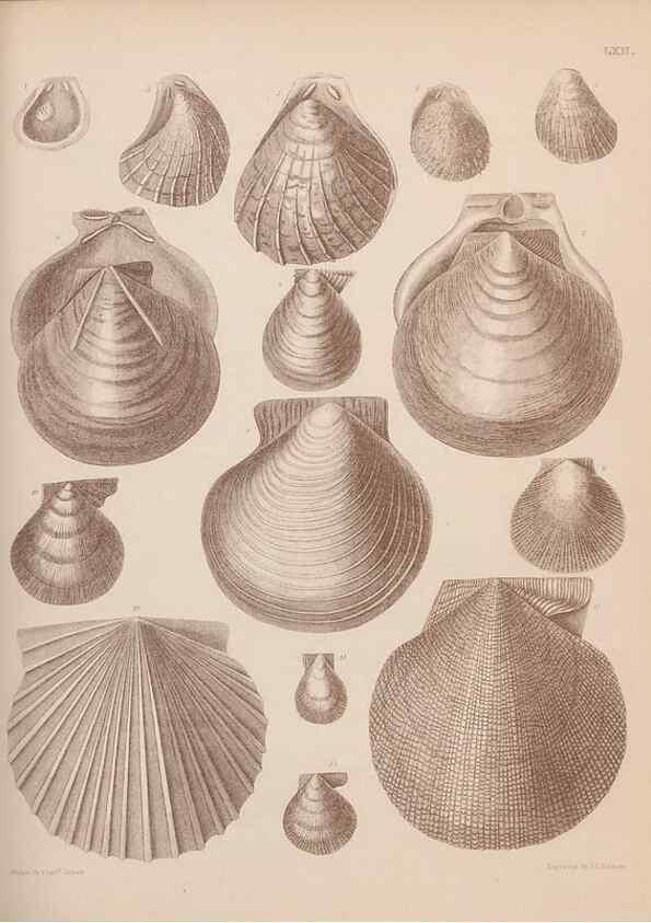 Reproducción/Reproduction 30003963668: An atlas of the fossil conchology of Great Britain and Ireland :. London :Sonnenschein,1889.. 