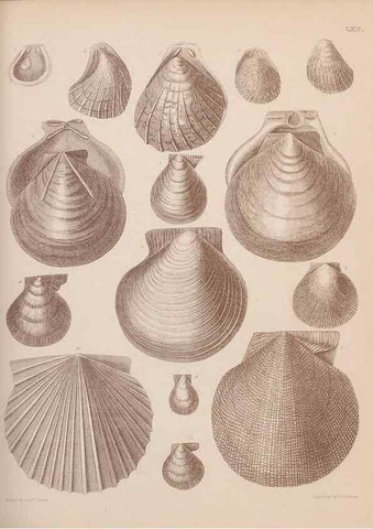 Reproducción/Reproduction 30003963668: An atlas of the fossil conchology of Great Britain and Ireland :. London :Sonnenschein,1889.. 
