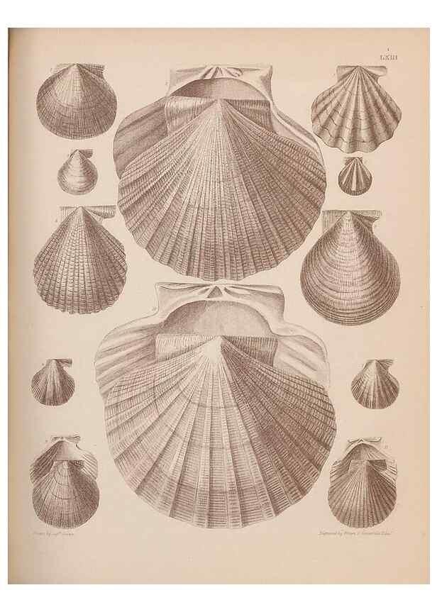 Reproducción/Reproduction 28937423537: An atlas of the fossil conchology of Great Britain and Ireland :. London :Sonnenschein,1889.. 