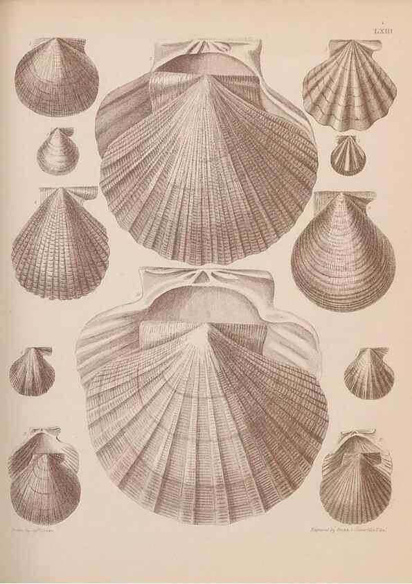 Reproducción/Reproduction 28937423537: An atlas of the fossil conchology of Great Britain and Ireland :. London :Sonnenschein,1889.. 