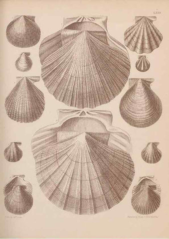 Reproducción/Reproduction 28937423537: An atlas of the fossil conchology of Great Britain and Ireland :. London :Sonnenschein,1889.. 