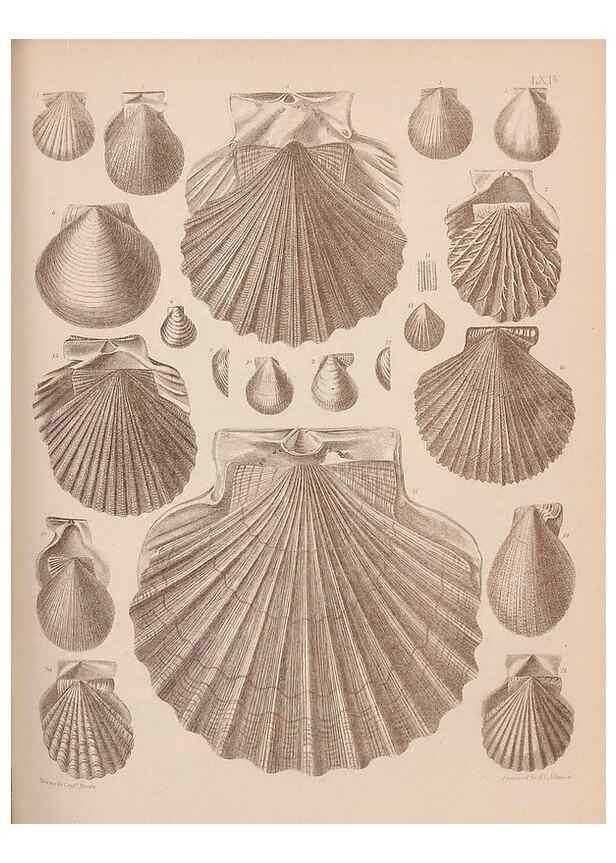 Reproducción/Reproduction 28937425427: An atlas of the fossil conchology of Great Britain and Ireland :. London :Sonnenschein,1889.. 
