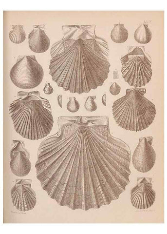 Reproducción/Reproduction 28937425427: An atlas of the fossil conchology of Great Britain and Ireland :. London :Sonnenschein,1889.. 