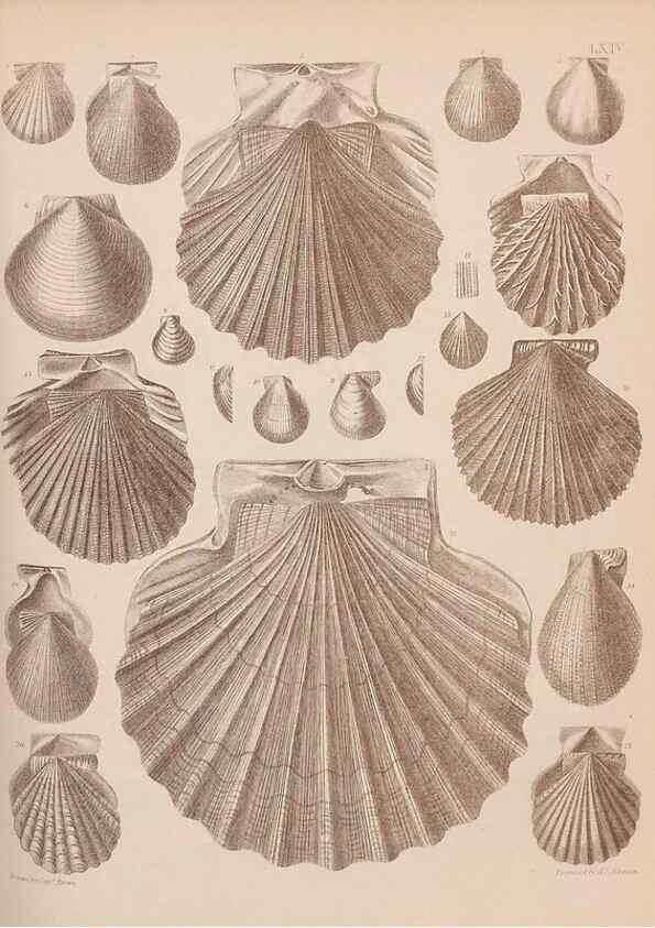 Reproducción/Reproduction 28937425427: An atlas of the fossil conchology of Great Britain and Ireland :. London :Sonnenschein,1889.. 