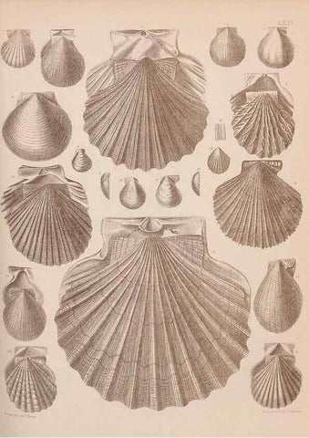 Reproducción/Reproduction 28937425427: An atlas of the fossil conchology of Great Britain and Ireland :. London :Sonnenschein,1889.. 