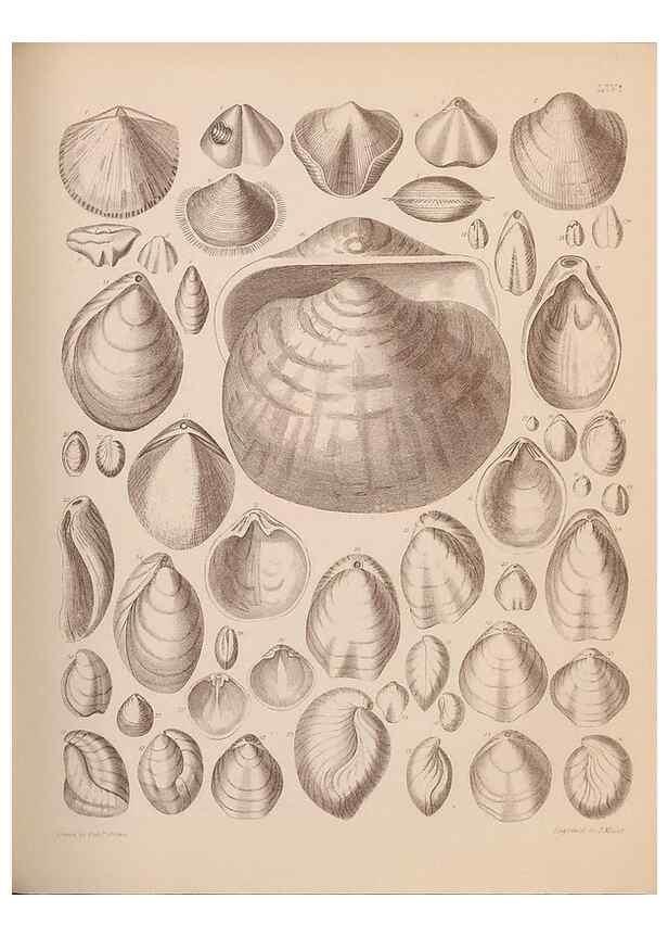 Reproducción/Reproduction 42064767200: An atlas of the fossil conchology of Great Britain and Ireland :. London :Sonnenschein,1889.. 