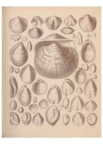 Reproducción/Reproduction 42064767200: An atlas of the fossil conchology of Great Britain and Ireland :. London :Sonnenschein,1889.. 