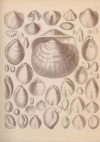 Reproducción/Reproduction 42064767200: An atlas of the fossil conchology of Great Britain and Ireland :. London :Sonnenschein,1889.. 