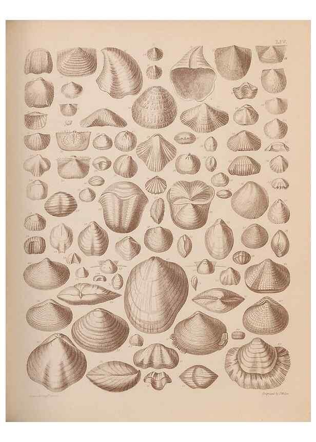 Reproducción/Reproduction 42969391575: An atlas of the fossil conchology of Great Britain and Ireland :. London :Sonnenschein,1889.. 