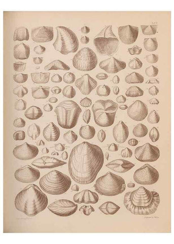 Reproducción/Reproduction 42969391575: An atlas of the fossil conchology of Great Britain and Ireland :. London :Sonnenschein,1889.. 