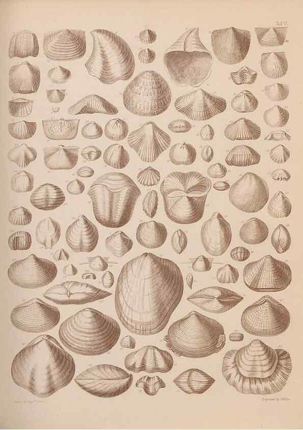 Reproducción/Reproduction 42969391575: An atlas of the fossil conchology of Great Britain and Ireland :. London :Sonnenschein,1889.. 