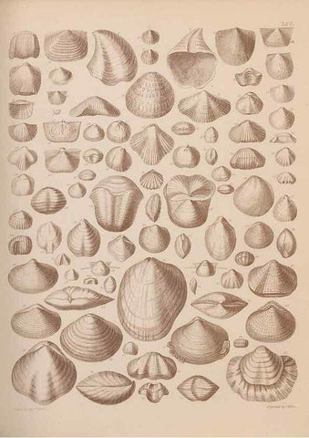Reproducción/Reproduction 42969391575: An atlas of the fossil conchology of Great Britain and Ireland :. London :Sonnenschein,1889.. 