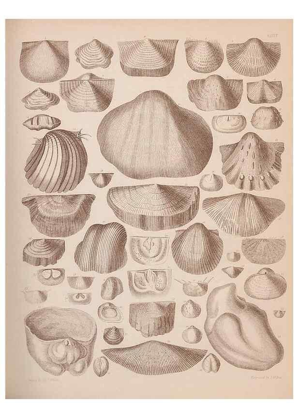 Reproducción/Reproduction 43825134142: An atlas of the fossil conchology of Great Britain and Ireland :. London :Sonnenschein,1889.. 