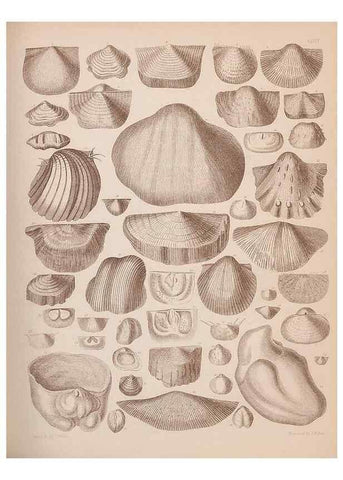 Reproducción/Reproduction 43825134142: An atlas of the fossil conchology of Great Britain and Ireland :. London :Sonnenschein,1889.. 
