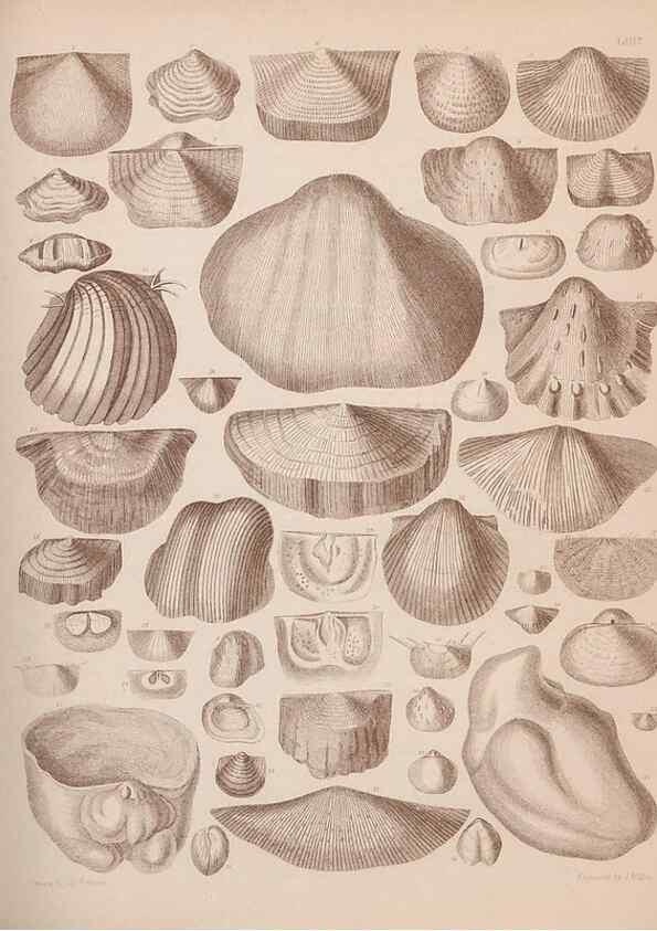 Reproducción/Reproduction 43825134142: An atlas of the fossil conchology of Great Britain and Ireland :. London :Sonnenschein,1889.. 