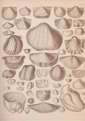 Reproducción/Reproduction 43825134142: An atlas of the fossil conchology of Great Britain and Ireland :. London :Sonnenschein,1889.. 