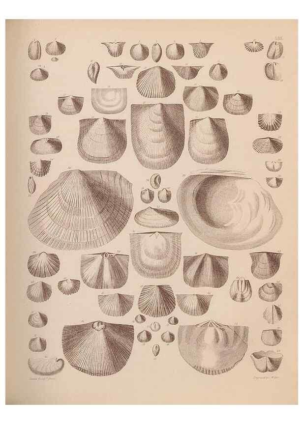 Reproducción/Reproduction 42064761350: An atlas of the fossil conchology of Great Britain and Ireland :. London :Sonnenschein,1889.. 