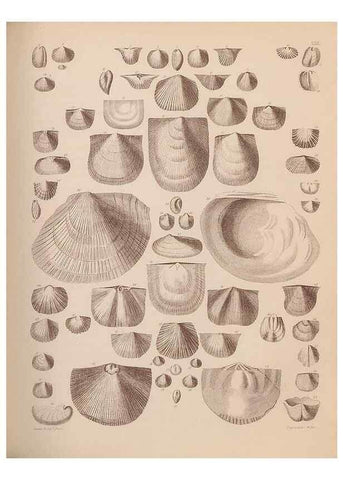 Reproducción/Reproduction 42064761350: An atlas of the fossil conchology of Great Britain and Ireland :. London :Sonnenschein,1889.. 